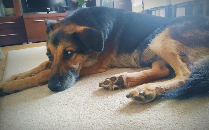 Zbiórka Na leczenie niewidomego psa - zdjęcie główne