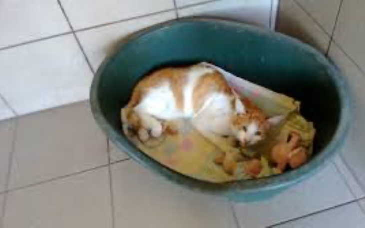 Zbiórka Na weterynarza dla filka - zdjęcie główne