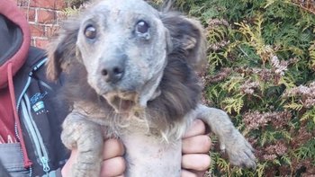 Zbiórka Cierpiący z bólu całkiem łysy - miniaturka zdjęcia