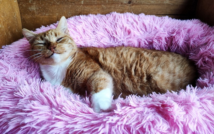 Zbiórka Rudy, nasze słoneczko. - zdjęcie główne