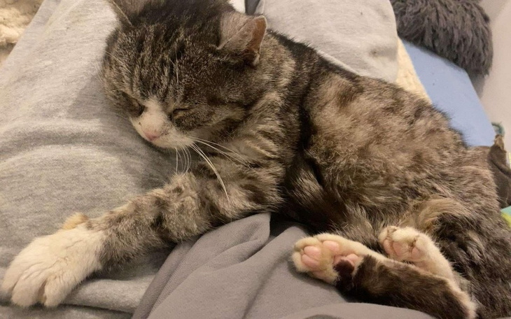 Zbiórka Ratunek dla Jadzi - zdjęcie główne