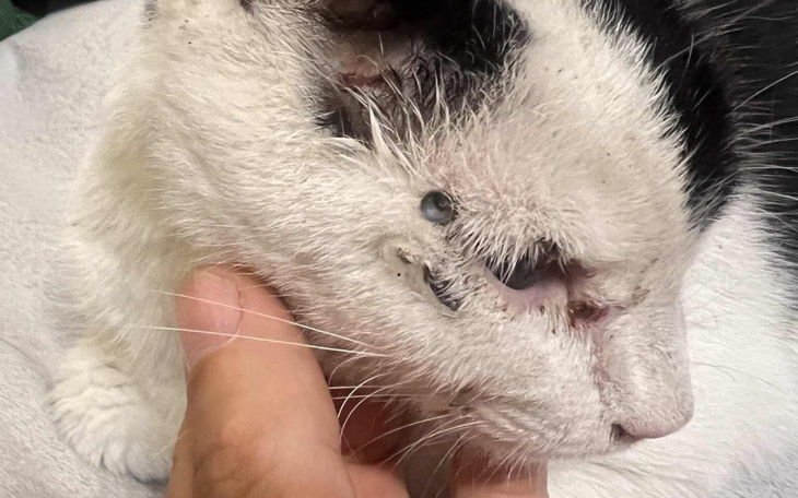 Kot z raną na głowie, trzymany przez osobę.