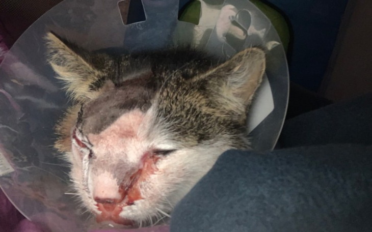 Zbiórka Pomoc dla Deltusia - zdjęcie główne