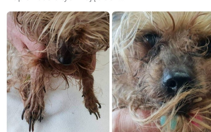 Zbiórka Sisi-Ofiara mody na joreczki - zdjęcie główne