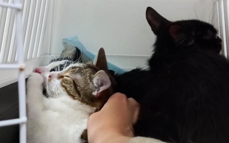 Zbiórka Koty potrzebują transporterów - zdjęcie główne