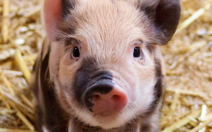 Zbiórka Pomóż zwierzętom laboratoryjnym - zdjęcie główne