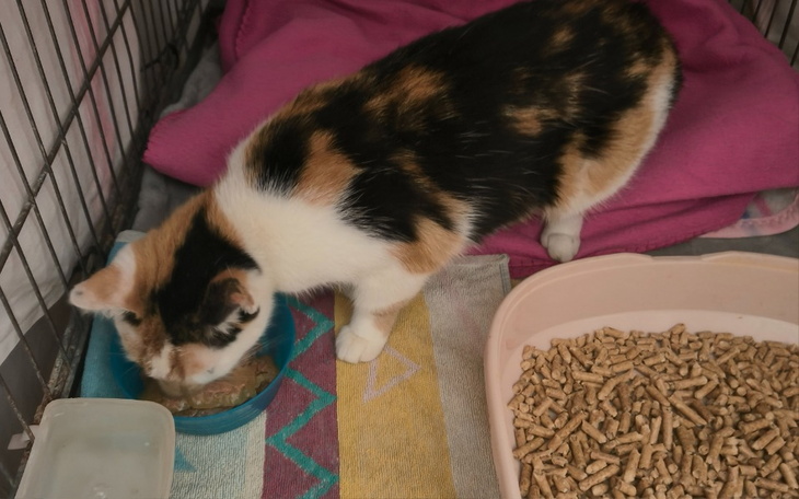 Kotka jedząca z miski, w przytulnym otoczeniu.