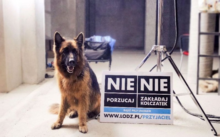 Zbiórka Schronisko dla zwierząt ŁÓDŹ - zdjęcie główne