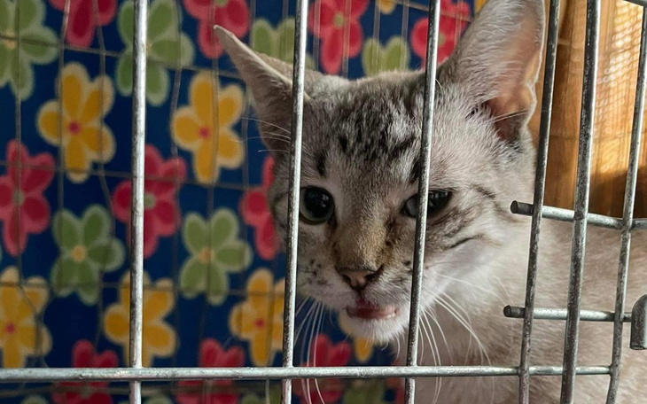 Zbiórka Ukraińskie koty ulicy - zdjęcie główne