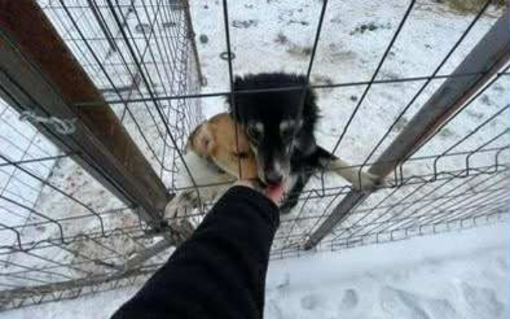 Pies wyciągający łapę przez ogrodzenie.