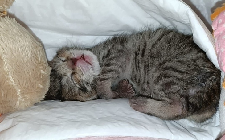 Zbiórka Kociaki z lasu, walczymy o nie - zdjęcie główne