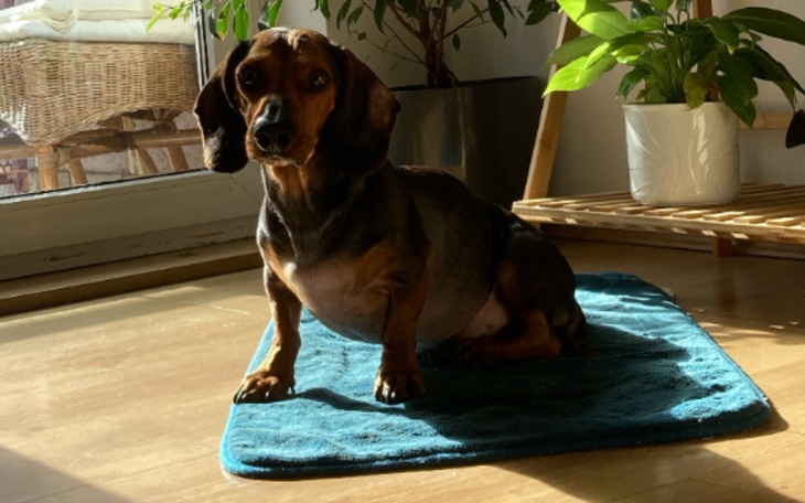 Zbiórka Walka Oggyiego z Cushingiem - zdjęcie główne