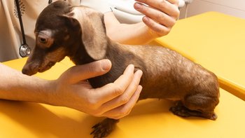 Zbiórka żeby przeżyła Jola - miniaturka zdjęcia