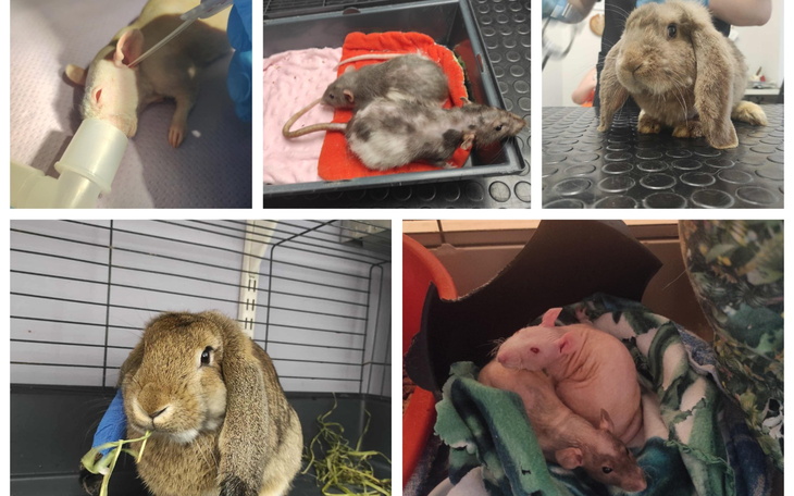 Zwierzęta w klinice weterynaryjnej, w tym króliki i szczury.