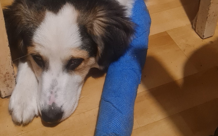 Zbiórka Operacja złamanej łapy Fada - zdjęcie główne