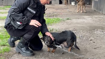 Zbiórka Uratowane z Charlottenthal - miniaturka zdjęcia