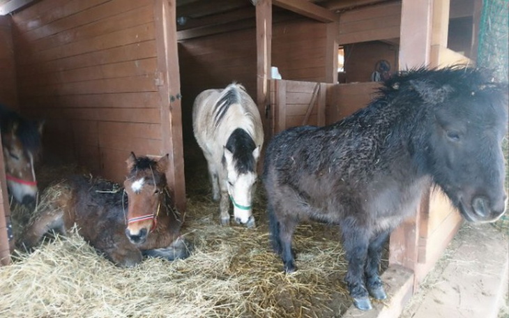 Zbiórka Schronienie jest niezbędne - zdjęcie główne