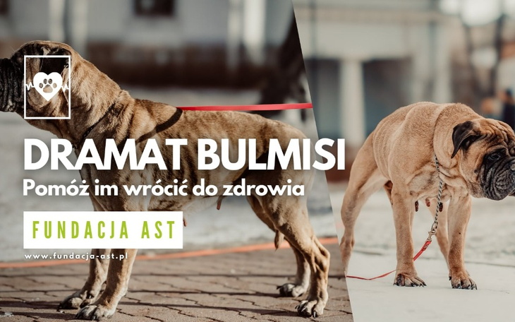 Zbiórka DRAMAT BUMISI - ratuj z nami - zdjęcie główne