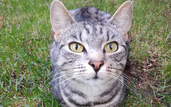 Zbiórka Razem z Perełką pokonujemy FIP - zdjęcie główne