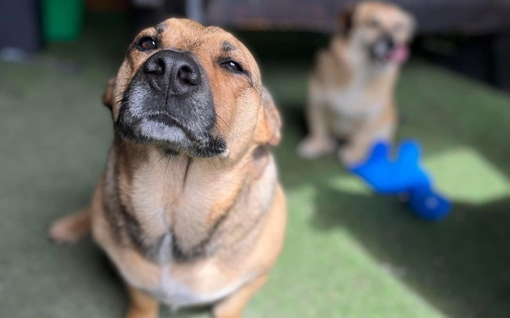 Dwa psy w słońcu, jeden z nich z wyrazem dumy.