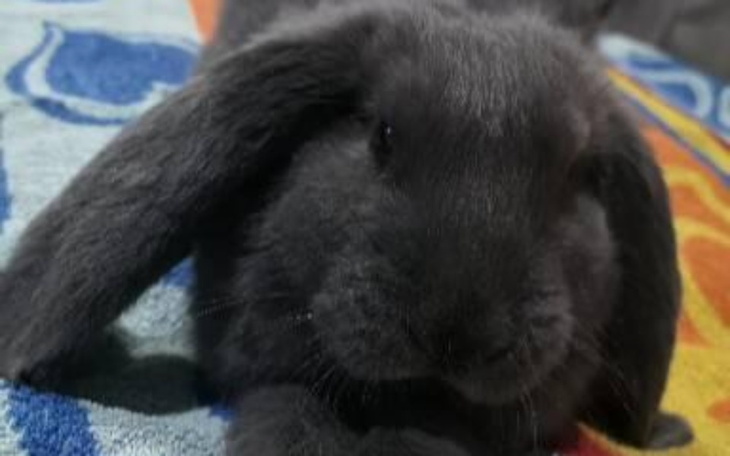 Zbiórka Operacja Negro i dalsze leczenie - zdjęcie główne