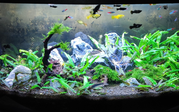 Akwarium z roślinami i kolorowymi rybami.