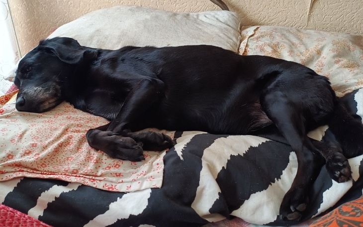 Zbiórka Soniaczek - zdjęcie główne