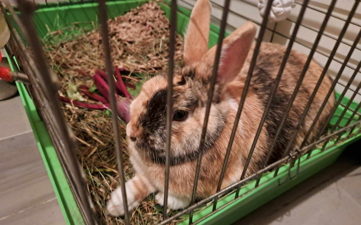 Zbiórka Pomoc dla łapki króliczka - zdjęcie główne