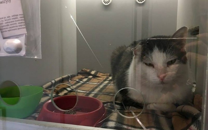 Zbiórka Porcelanek zbiera na leczenie - zdjęcie główne