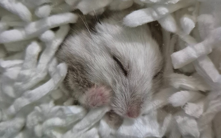 Mały chomik śpiący w miękkim otoczeniu.