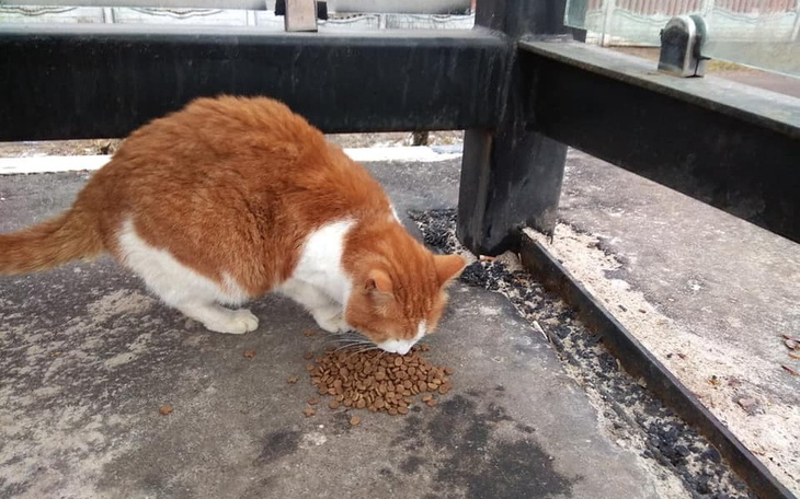Zbiórka Pomoc zwierzętom bez domu - zdjęcie główne