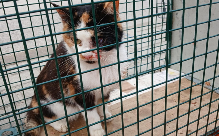 Kot w klatce, wyglądający na zmartwionego.