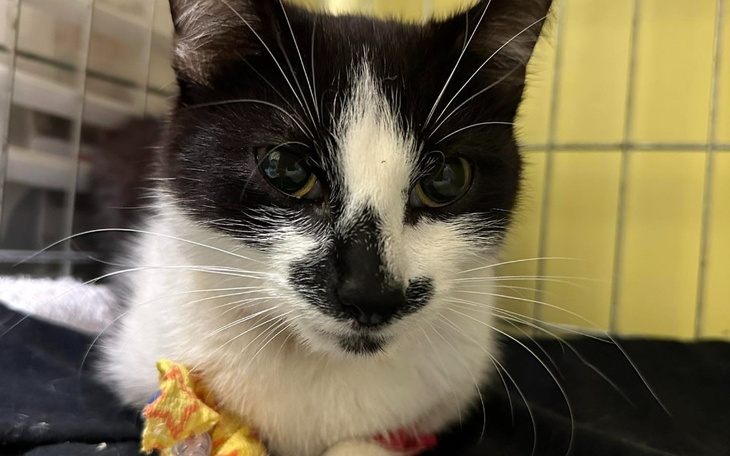 Zbiórka Drucik tak bardzo chce żyć - zdjęcie główne