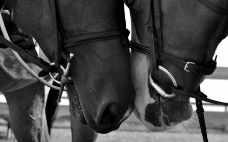 Zbiórka Zbieraam na konia - zdjęcie główne