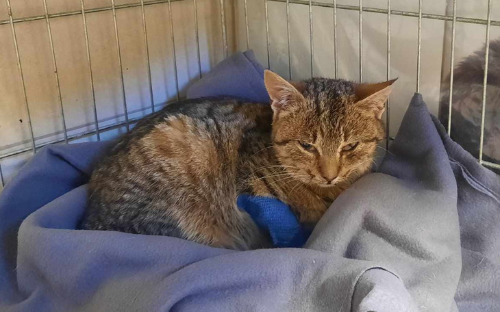 Zbiórka Surowica na walkę z wirusami - zdjęcie główne