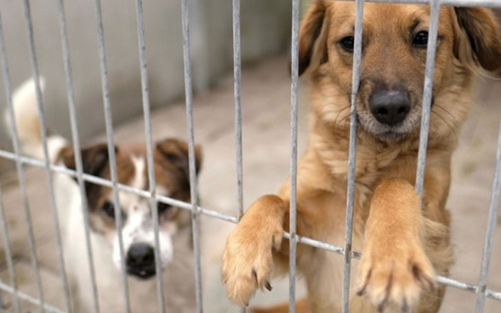 Zbiórka Dla piesków że schroniska - zdjęcie główne