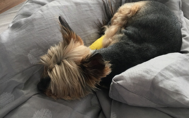 Zbiórka Mój Tofik - zdjęcie główne