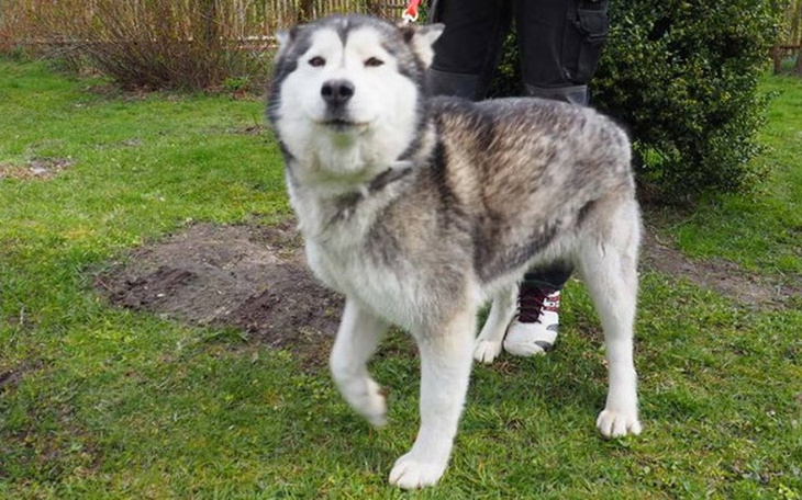 Zbiórka Pomóżmy Suni Alaskan Malamute ! - zdjęcie główne