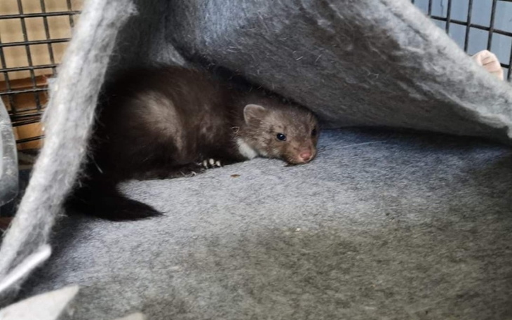 Morska kuna leżąca w schronieniu, w spokojnej pozycji.