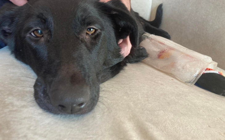 Czarny pies leżący na kanapie z opatrunkiem.