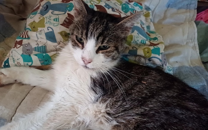 Kot leżący na poduszce, z szaro-białym futrem, z wyrazem spokojnym.