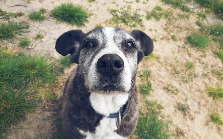 Zbiórka Świąteczna paczka dla schroniska - zdjęcie główne