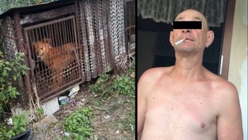 Zbiórka 5 kg żywych kości. Zagłodzili ją do cna - miniaturka zdjęcia