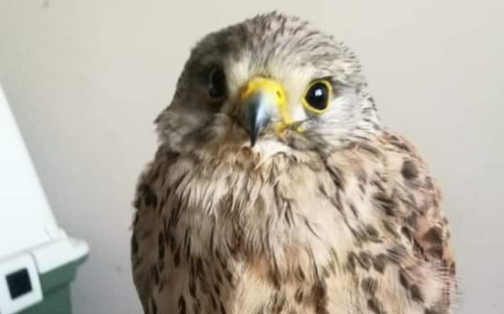 Zbiórka Ratujemy ptaki - zdjęcie główne