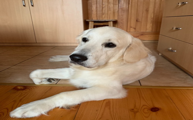 Zbiórka Operacja przednich łapek - zdjęcie główne