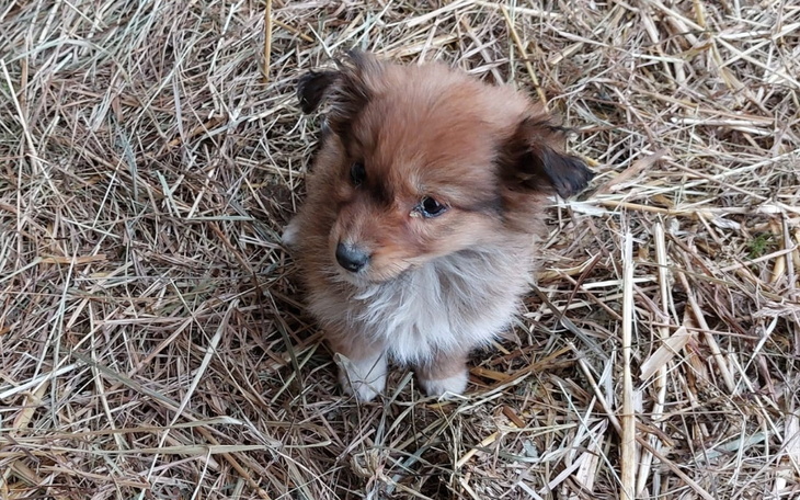 Zbiórka Pilna pomoc dla pięciu suczek - zdjęcie główne