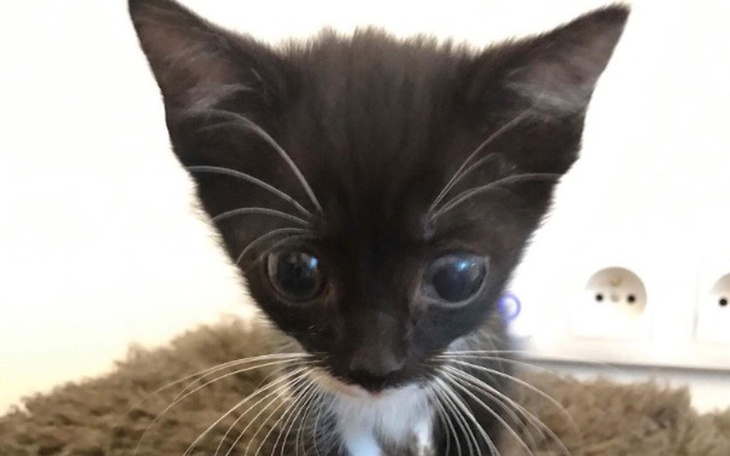 Zbiórka Onyks, Księżniczka i Fukaczu - zdjęcie główne