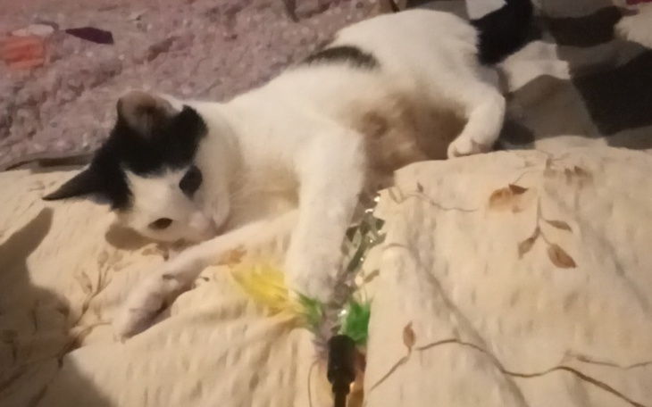 Zbiórka Kocie - zdjęcie główne