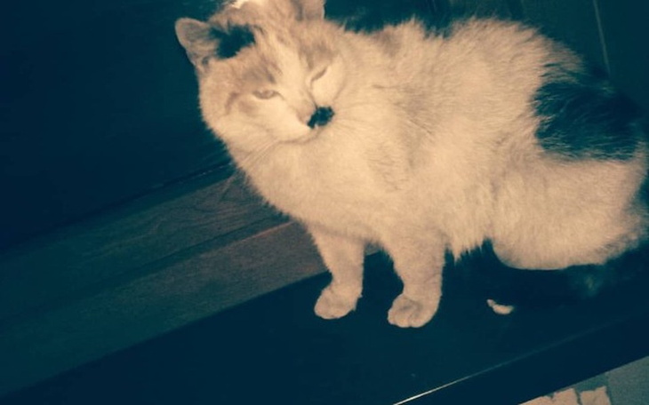 Zbiórka Sterylizacja Aborcyjna Kotki - zdjęcie główne