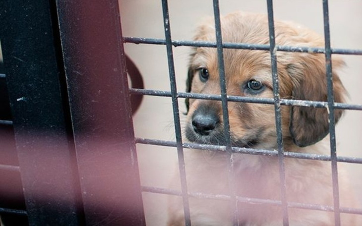 Zbiórka Dla Schronisk w Polsce - zdjęcie główne